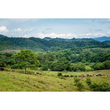 Lais Puzzle - landwirtschaftliche Produkte in Florencia Caquetá, Papaya, Maracuya, Wassermelone, Kakao, Viehzucht, Kolumbien - 2.000 Teile