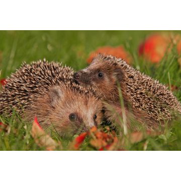 Lais Puzzle - Igel - 2.000 Teile