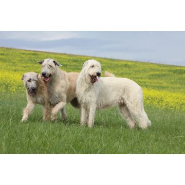 Lais Puzzle - Irish Wolfhound - 2.000 Teile