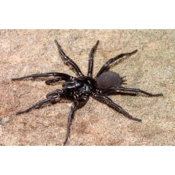 Lais Puzzle - Sydney Trichternetzspinne, Australien - 2.000 Teile