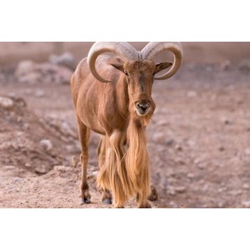 Lais Puzzle - Barbary-Schaf mit langen Hörnern - 2.000 Teile