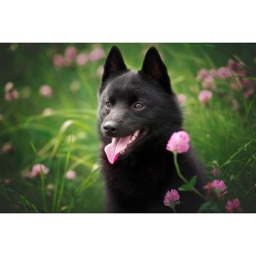 Lais Puzzle - Schipperke - 2.000 Teile