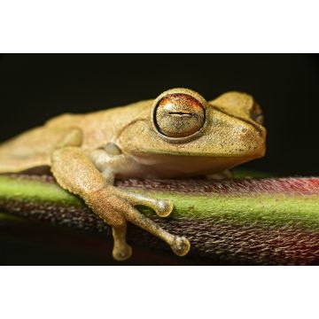 Lais Puzzle - Gunther's gebänderter Laubfrosch (Hypsiboas fasciatus), Ecuador - 2.000 Teile