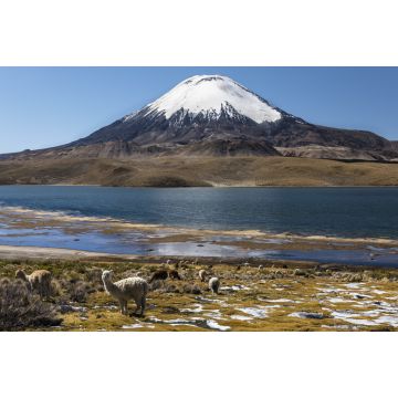 Lais Puzzle - Lama (Lama glama) vor dem Vulkan Parinacota, Höhe 6348 m, Chungar-See, Lauca-Nationalpark, Putre, Parinacota, Region Arica und Parinacota, Chile, Südamerika - 2.000 Teile