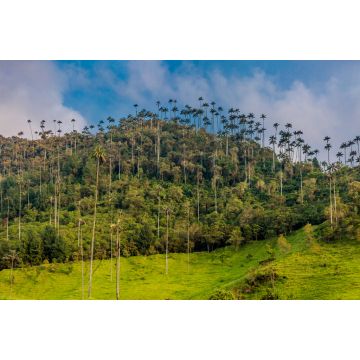 Lais Puzzle - El Bosque de Las Palmas Landschaften von Palmen im Tal Cocora bei Salento Quindio in Kolumbien - 2.000 Teile