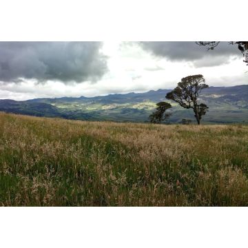 Lais Puzzle - Totoró, Cauca, Kolumbien - 2.000 Teile