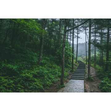 Lais Puzzle - Pfad im Wald im Berg Mingyue, Jiangxi, China - 2.000 Teile