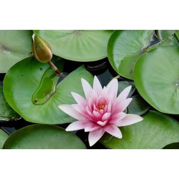 Lais Puzzle - Seerose - 2.000 Teile