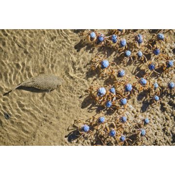 Lais Puzzle - Krötenfisch auf der Jagd nach Soldatenkrabben am Uferrand zum Mittagessen - 2.000 Teile