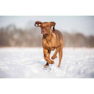Lais Puzzle - Hund Kurzhaariger Ungarischer Vorstehhund Magyar Vizsla - 2.000 Teile