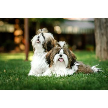 Lais Puzzle - Shih Tzu - 2.000 Teile