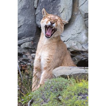 Lais Puzzle - Puma gähnt im Torres del Paine Nationalpark - 2.000 Teile