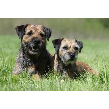 Lais Puzzle - Border Terrier - 2.000 Teile