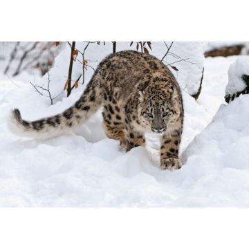 Lais Puzzle - Schneeleopard - 2.000 Teile