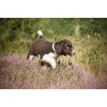 Lais Puzzle - Spanischer Wasserhund - 2.000 Teile