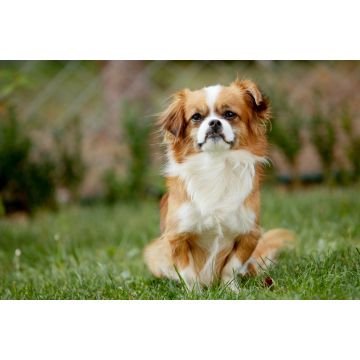 Lais Puzzle - Pekingese - 2.000 Teile