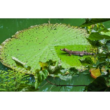Lais Puzzle - Alligator auf der Vitoria Regia, Brasilien - 2.000 Teile