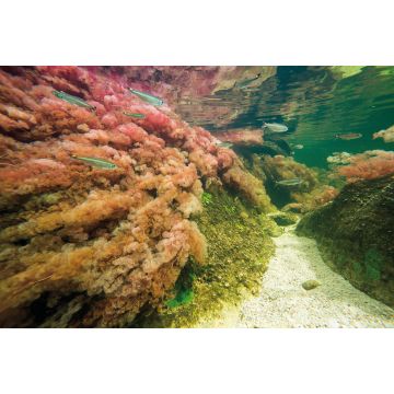 Lais Puzzle - Caño cristales, Kolumbien - 2.000 Teile
