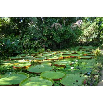 Lais Puzzle - Mehrere Victoria amazonica Pflanzen an einem kleinen See im Emilio Goeldi Museum in Belém, Pará, Brasilien - 2.000 Teile