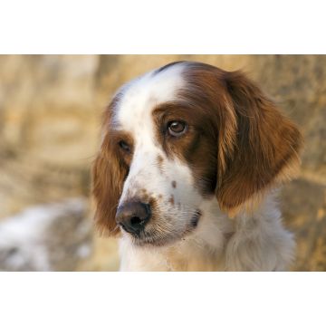 Lais Puzzle - Irish red and white Setter - 2.000 Teile