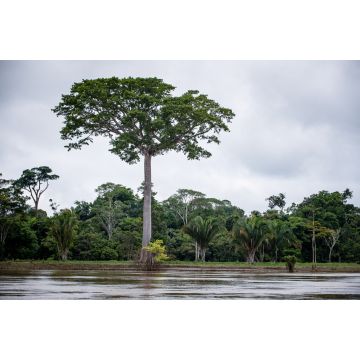 Lais Puzzle - Fluss Guaviare in Inirida Guainia, Kolumbien - 2.000 Teile