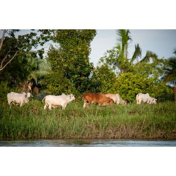 Lais Puzzle - Rinder an den Ufern des Guaviare-Flusses in Guainia und Vichada Kolumbien - 2.000 Teile