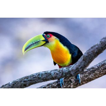 Lais Puzzle - Der Itatiaia-Nationalpark ist eine brasilianische Einheit des integralen Naturschutzes im Itatiaia-Massiv, in der Mantiqueira-Bergkette, Brasilien - 2.000 Teile
