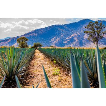 Lais Puzzle - Pfad zwischen zwei geraden Linien von blauen Agaven in einer Tequila-Plantage mit einem Hügel und Bäumen im Hintergrund an einem wunderschönen und sonnigen Tag in Tequila Jalisco Mexiko - 2.000 Teile