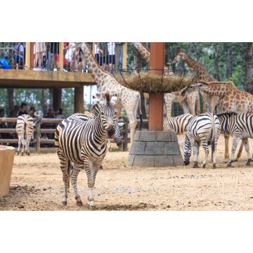 Lais Puzzle - Zebra im Tierpark, China - 2.000 Teile
