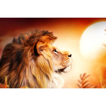 Lais Puzzle - Löwe im Sonnenuntergang - 2.000 Teile