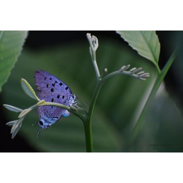 Lais Puzzle - Schmetterling Florencia, Caquetá, Kolumbien - 2.000 Teile