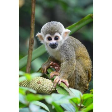Lais Puzzle - Mais-Affe Florencia, Caquetá, Kolumbien - 2.000 Teile