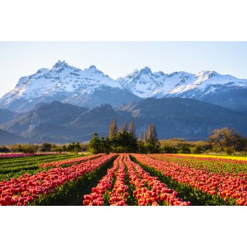 Lais Puzzle - Ansicht eines Tulpenfeldes vor schneebedeckten Anden und klarem Himmel in Trevelin, Patagonien, Argentinien - 2.000 Teile
