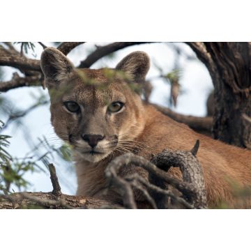 Lais Puzzle - PAMPEAN PUMA - 2.000 Teile