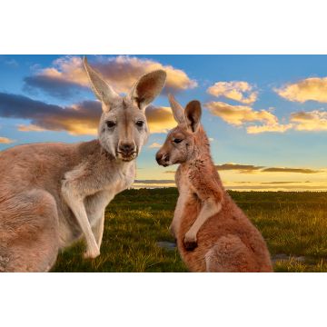 Lais Puzzle - Kängurus im Outback im Sonnenuntergang, Australien - 2.000 Teile