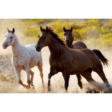 Lais Puzzle - Pferde - 2.000 Teile