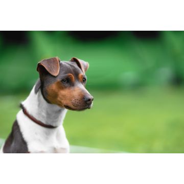 Lais Puzzle - Brasilianischer Terrier - 2.000 Teile