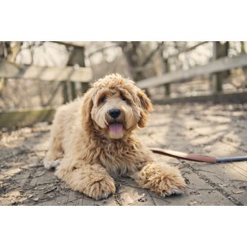 Lais Puzzle - Labradoodle - 2.000 Teile