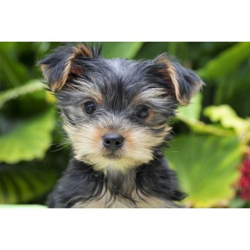 Lais Puzzle - Yorkshire Terrier - 2.000 Teile