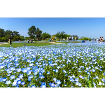 Lais Puzzle - Nemophila, Fukuoka, Kyushu, Japan - 2.000 Teile