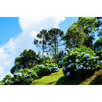 Lais Puzzle - Blaue Hortensie, Brasilien - 2.000 Teile