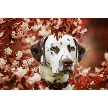 Lais Puzzle - Dalmatiner - 2.000 Teile