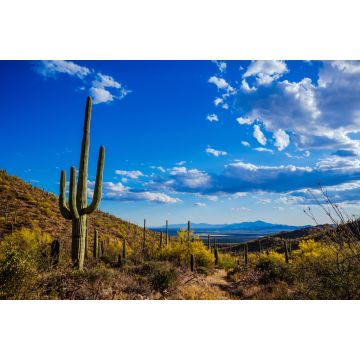 Lais Puzzle - Saguaro-Ansicht, Mexiko - 2.000 Teile