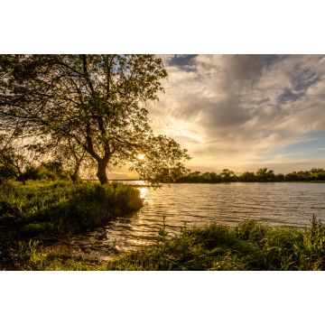 Lais Puzzle - Baum am Ufer des Tejo (Tagus) in Cartaxo, Santarem, Portugal - 2.000 Teile