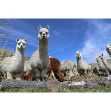 Lais Puzzle - Alpakazucht, Ecuador - 2.000 Teile