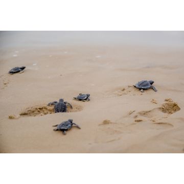 Lais Puzzle - Frisch geschlüpfte Schildkröten auf ihrem Weg ins Meer in Aracaju, Sergipe, Brasilien - 2.000 Teile