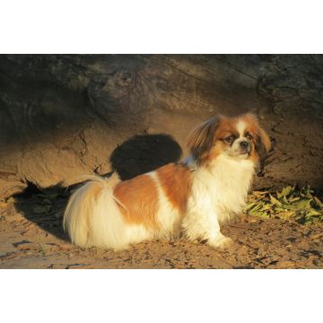 Lais Puzzle - Tibet Spaniel - 2.000 Teile