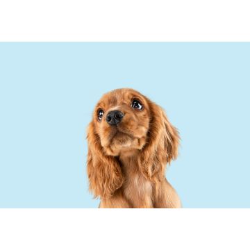 Lais Puzzle - Englischer Cocker Spaniel - 2.000 Teile