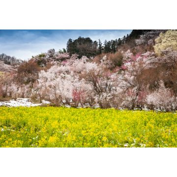 Lais Puzzle - Hanamiyama-Park, Japan - 2.000 Teile
