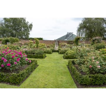 Lais Puzzle - David Austin Englische Strauchrose - 2.000 Teile